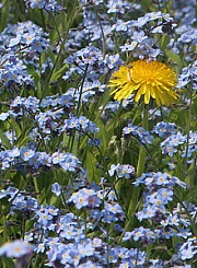 Blå have